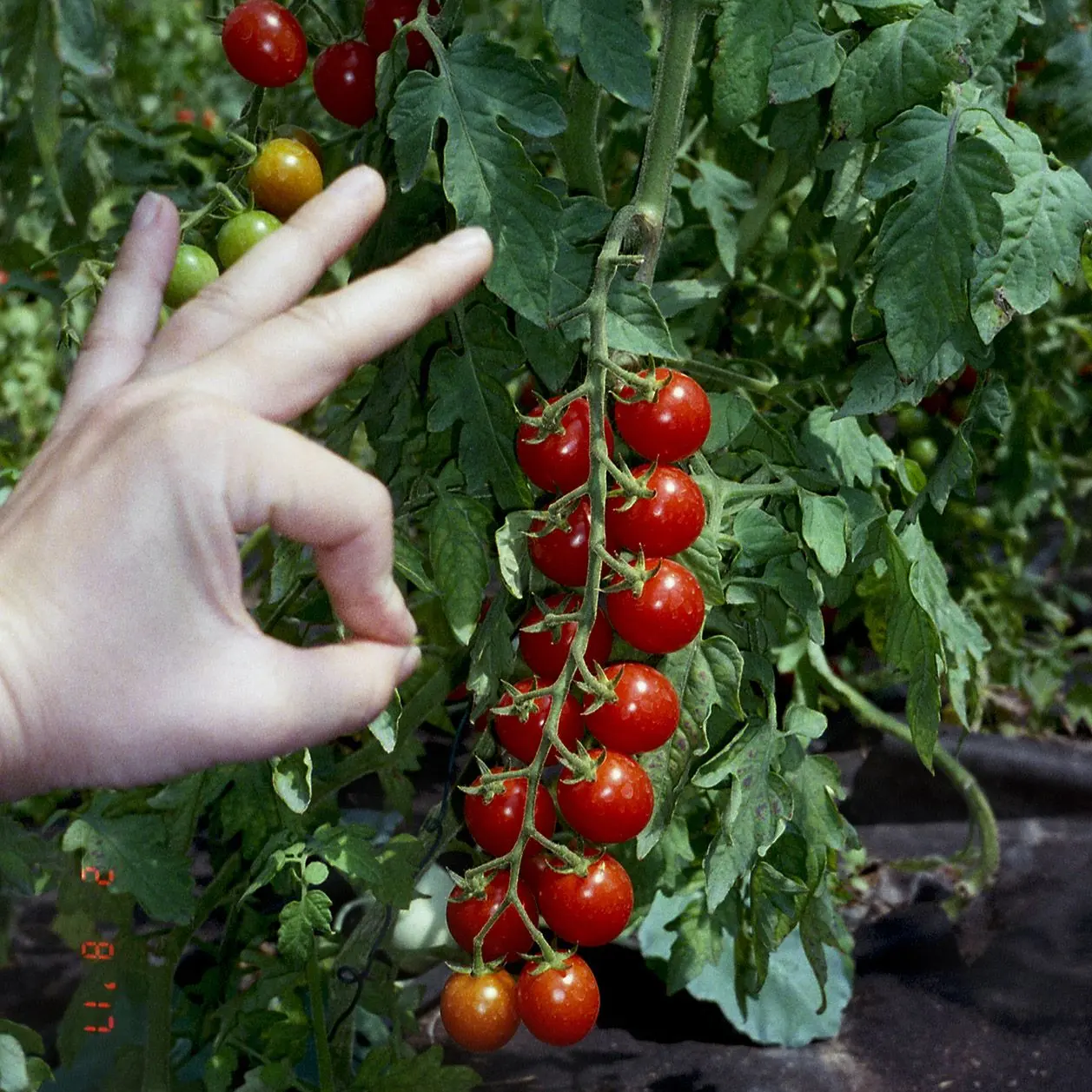 Hrozen zralých cherry rajčat na rostlině s rukou ukazující gesto OK.