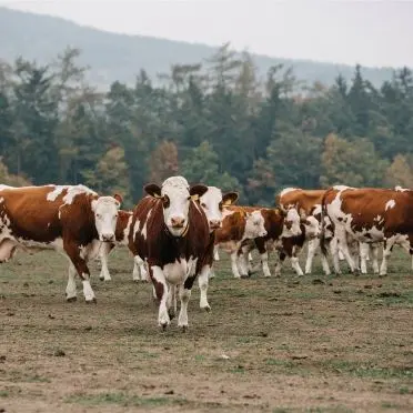 Herd of brown-and-white cows grazing in an open field near a forest.